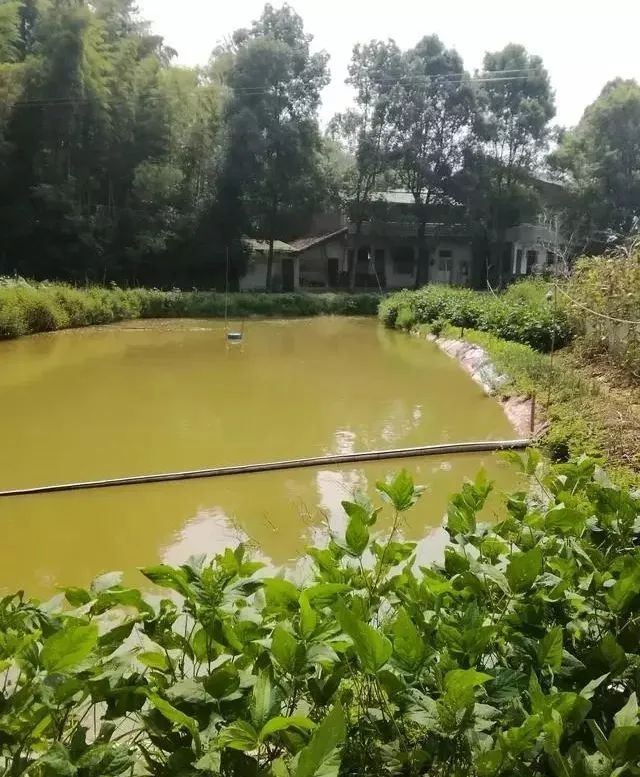 鱼塘水面有红锈怎么处理,鱼塘水面红锈是什么原因