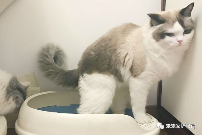 猫咪又吐又拉怎么治疗,猫咪又拉又吐拉水了怎么办