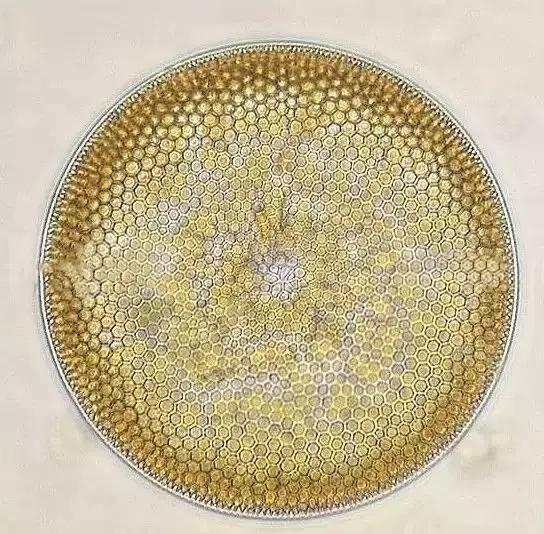 水产养殖藻类老化是怎样的,水产养殖显微镜下各种藻类