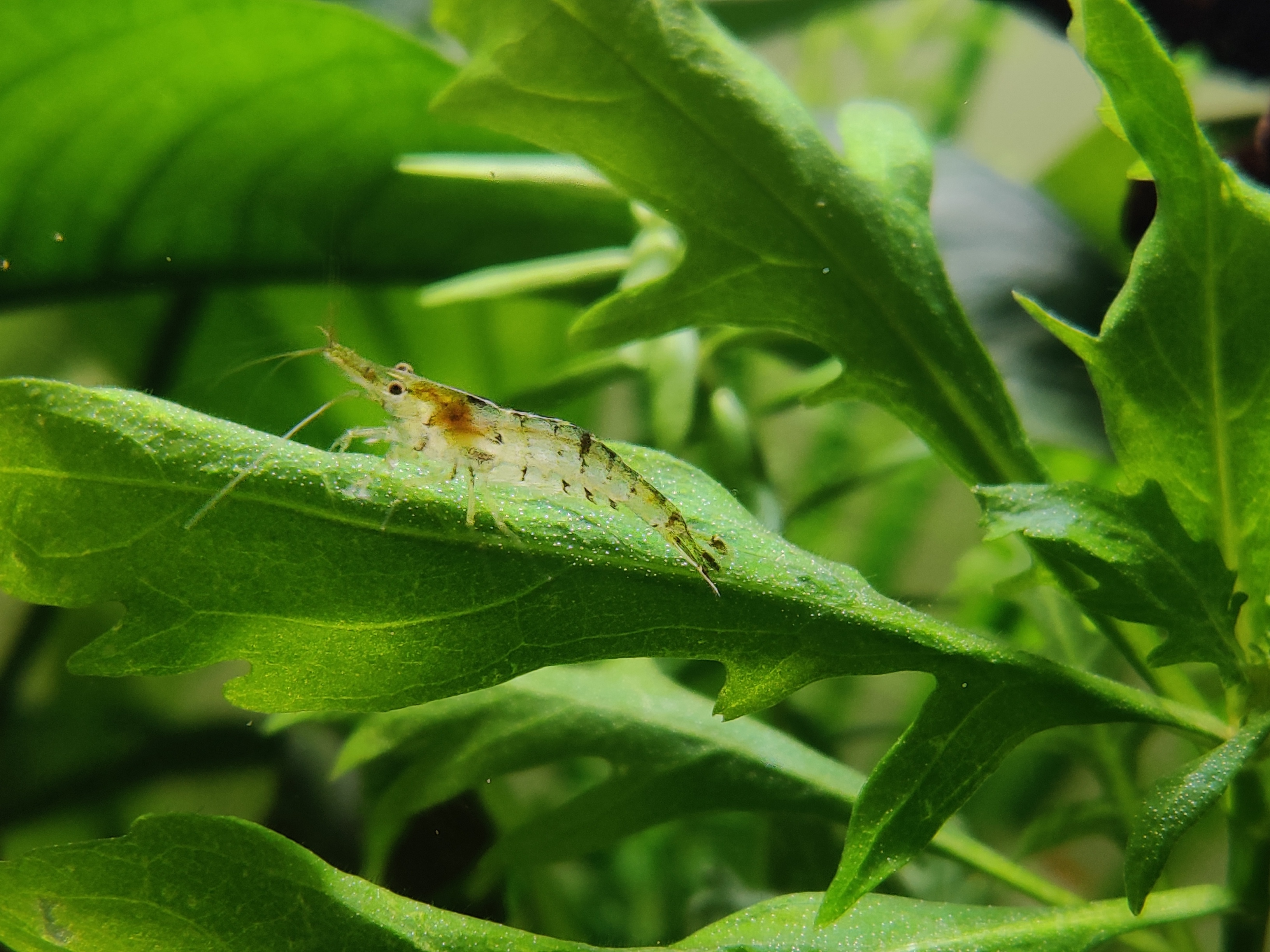 黑壳虾不好好除藻了,黑壳虾除藻有用吗
