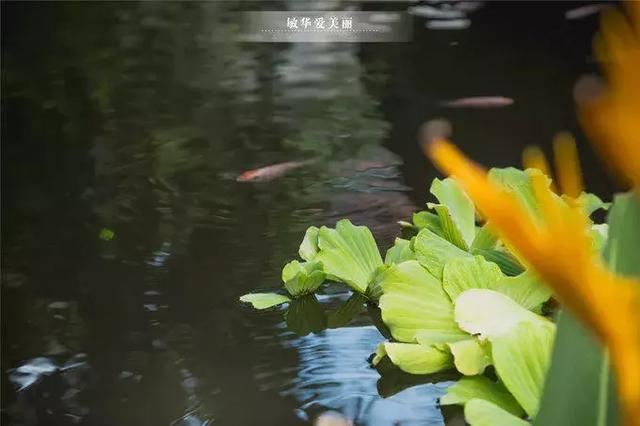 暹粒好吃的法国餐厅,暹粒哪个餐厅好吃