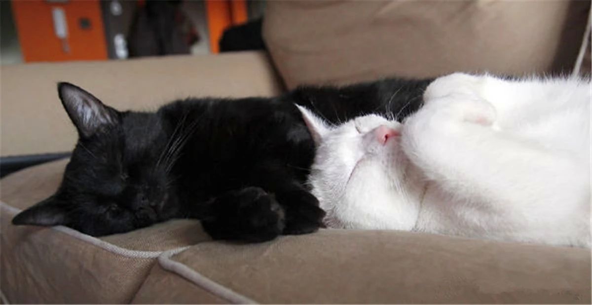 黑猫为啥凶得很,黑猫花色