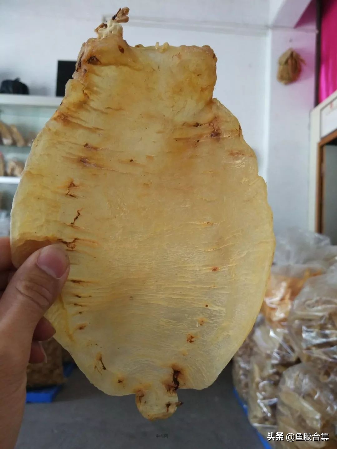 赤嘴鳘鱼胶,赤嘴鮸鱼鱼胶