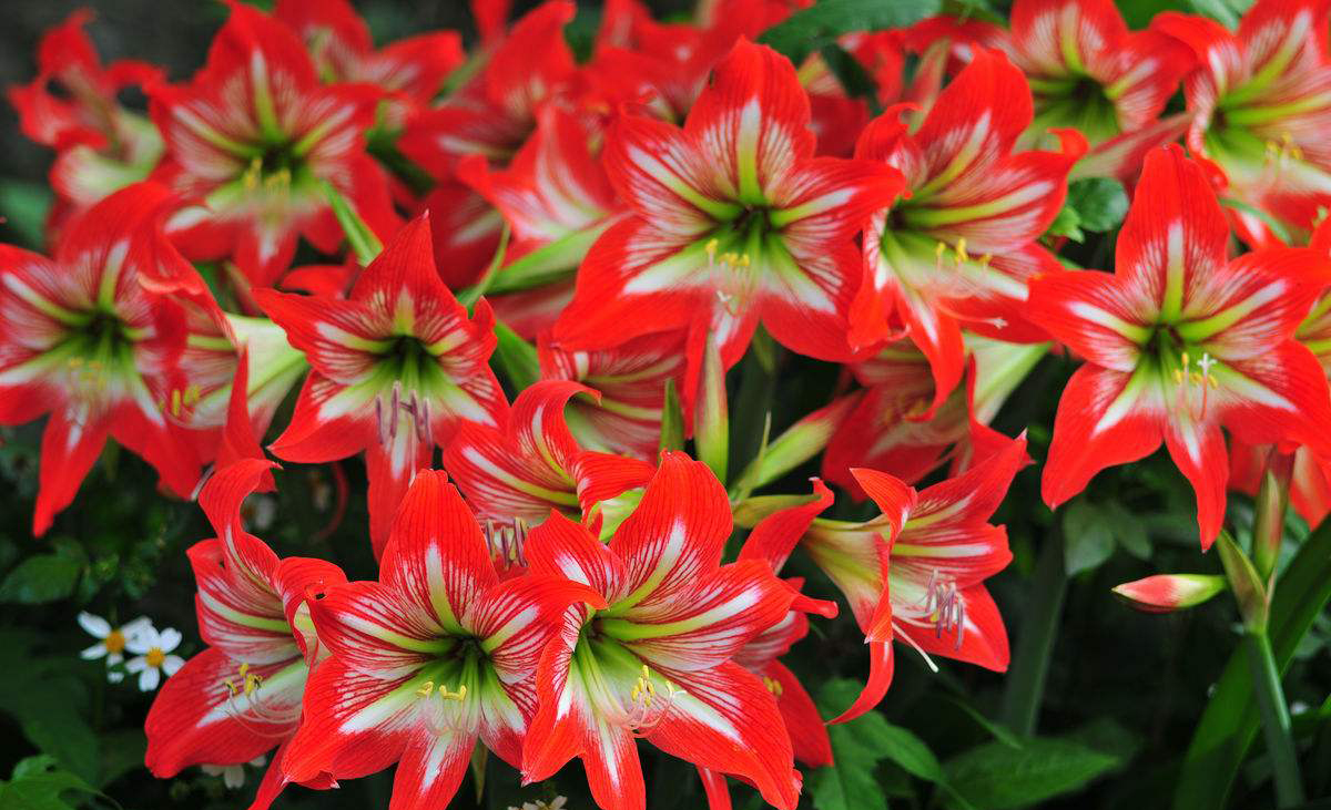 朱顶红小苗晒蔫儿了还能活吗,朱顶红开花了怕晒吗