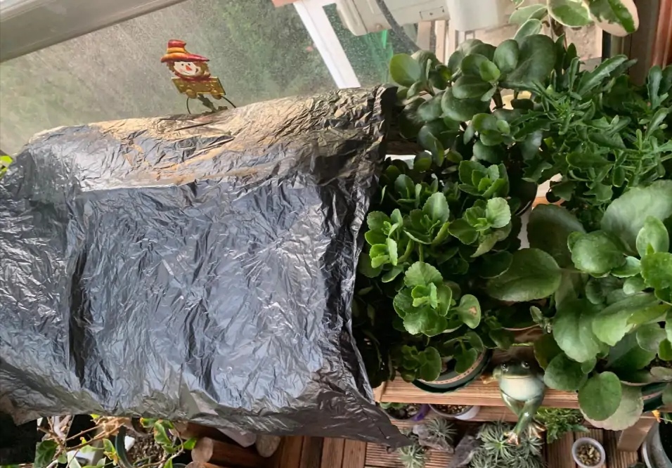 长寿花落蕾处理方法视频,长寿花打花苞