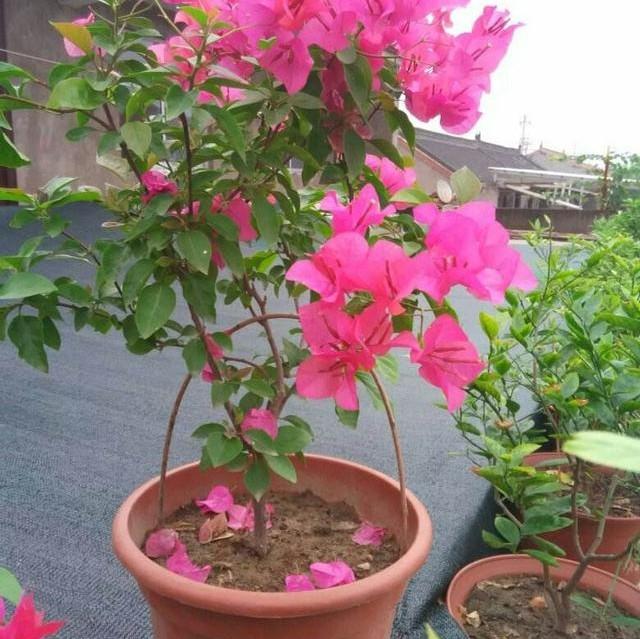 刚冻伤的三角梅可以暴晒吗,三角梅冻伤后的养护