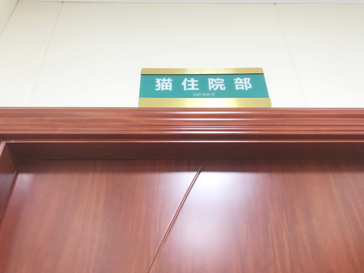 当了铲屎官才知道狗屎有多香,做了4年的铲屎官