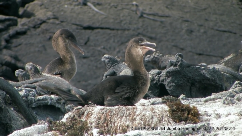 世界上最长寿的象龟多少岁,迄今发现最长寿的龟