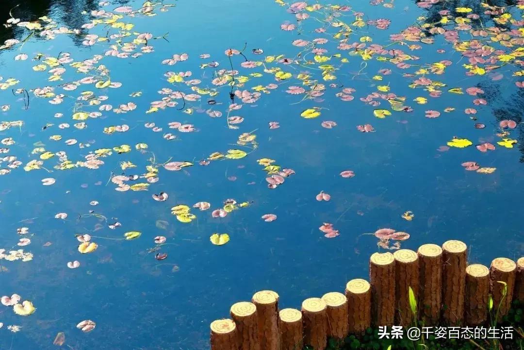 广西低调小城竟然藏了个小奈良,广西有座低调的养老小城