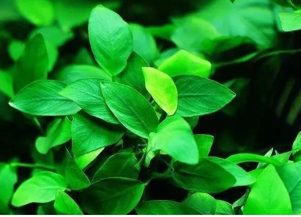 金鱼吃水草怎么养,金鱼吃水里的苔藓