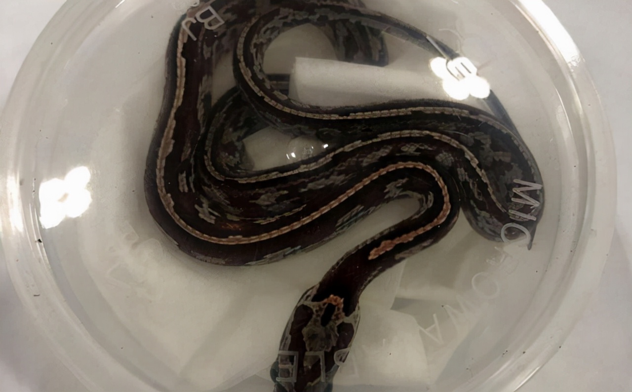 海关截获4米长的巨型眼镜王蛇,江苏眼镜王蛇