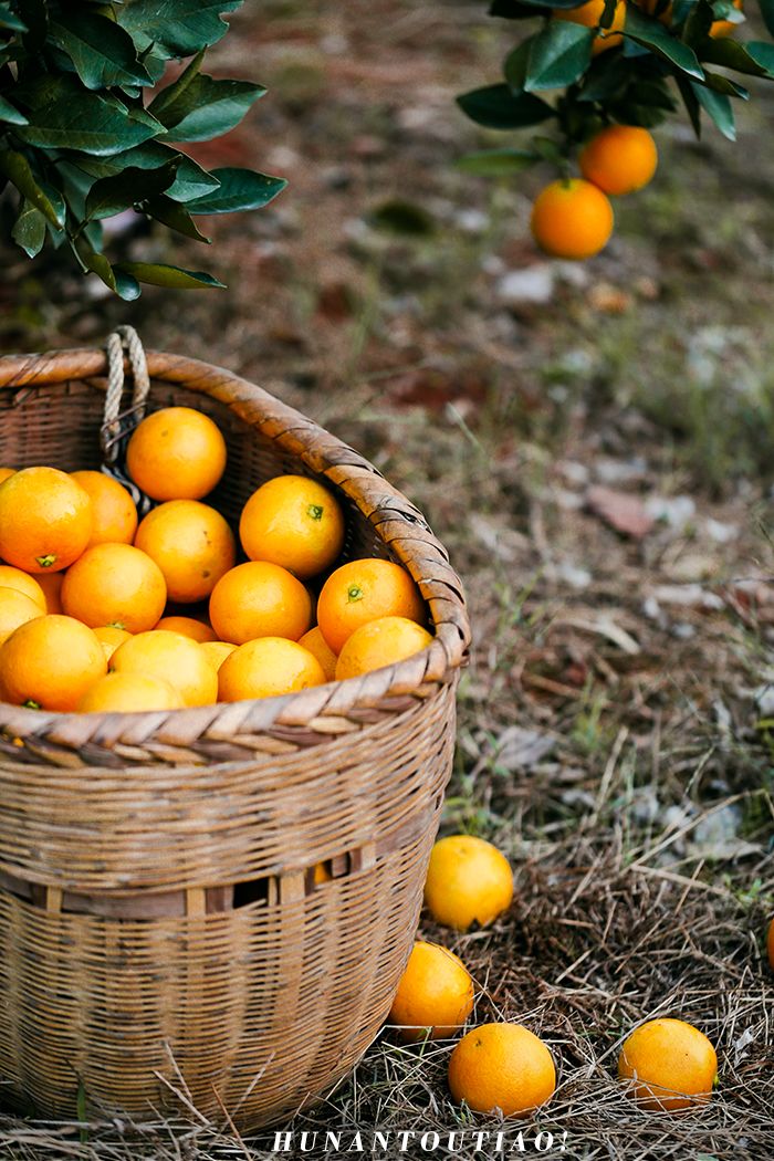 超爽福利暴击！高山神秘“金疙瘩”,甜蜜你的冬天