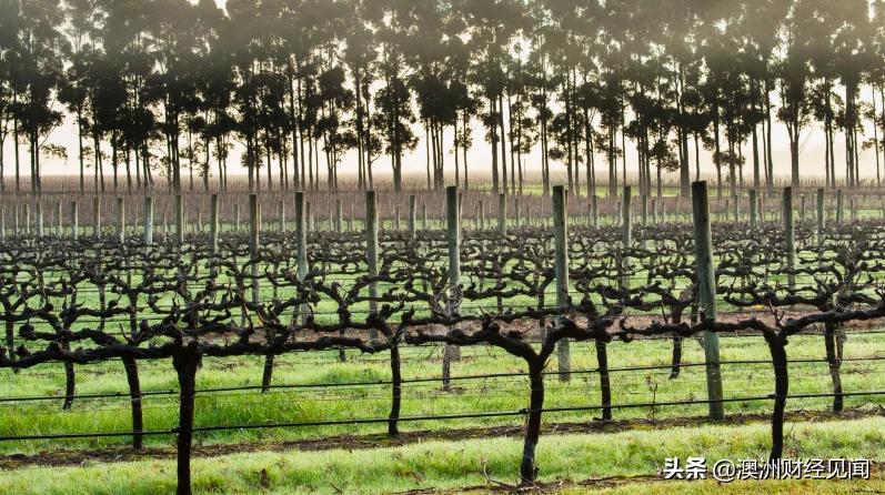 拖欠房租？中国新零售MINISO名创优品的澳洲主要加盟商破产倒闭