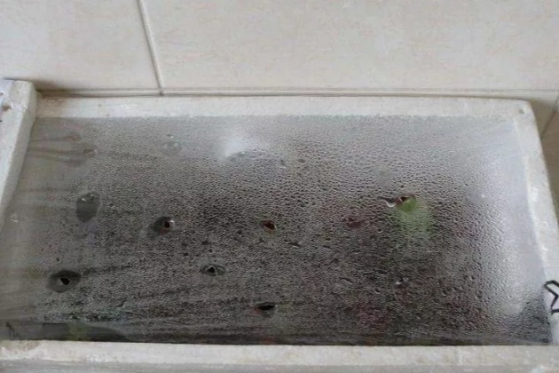 扦插的绿萝怎么才能快速爆盆,绿萝扦插方法和注意事项