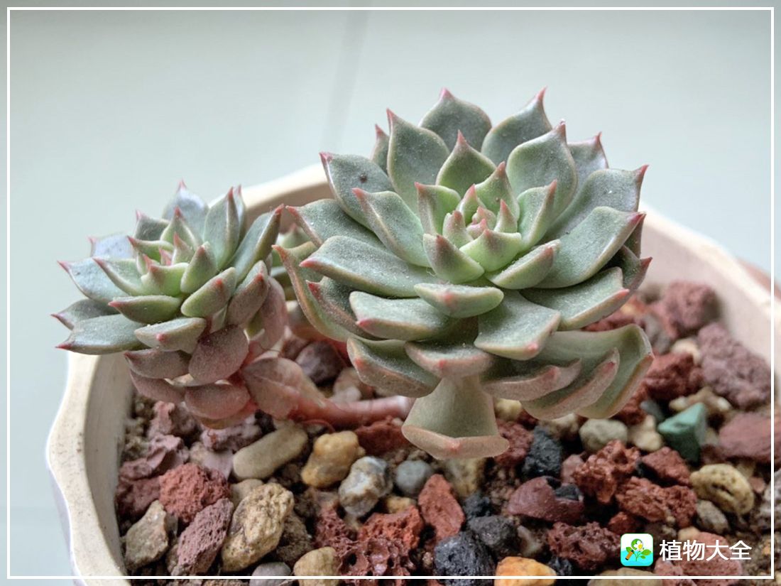 艾格尼亚多肉植物,多肉植物奥利维亚