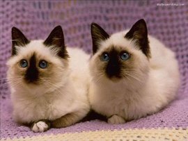 黄色背脖子白色的猫猫是啥种类,猫猫种类价格