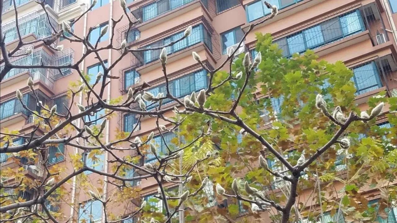 冬之树木，像不像十月怀胎的母亲～冬日随想