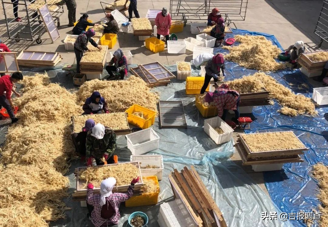 参农的感受,参农带你了解人参知识