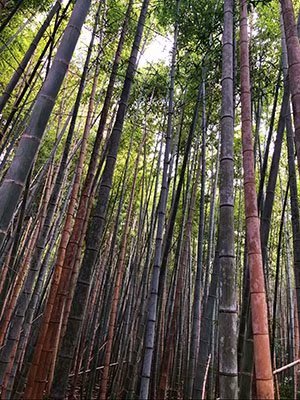 2020鏃ユ湰澶ч槳,澶ч槳浜兘濂堣壇鍏ぉ瀹夋帓