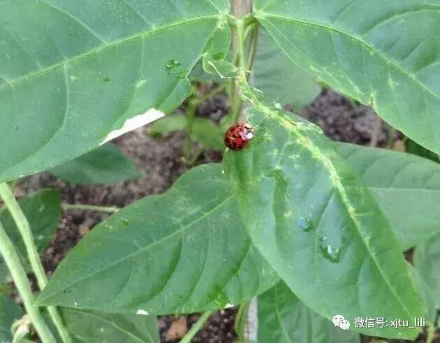 冬眠的瓢虫,小马宝莉瓢虫醒了是哪一集