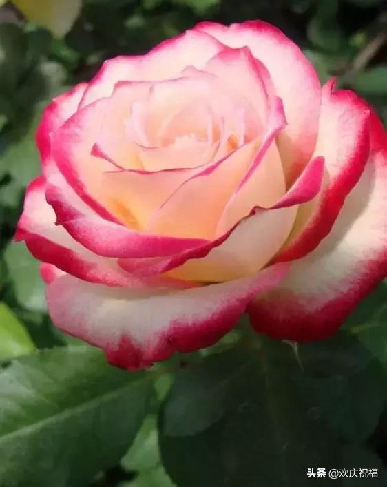 明日七夕，777幸福花送给群里所有的朋友，谁打开，谁幸福