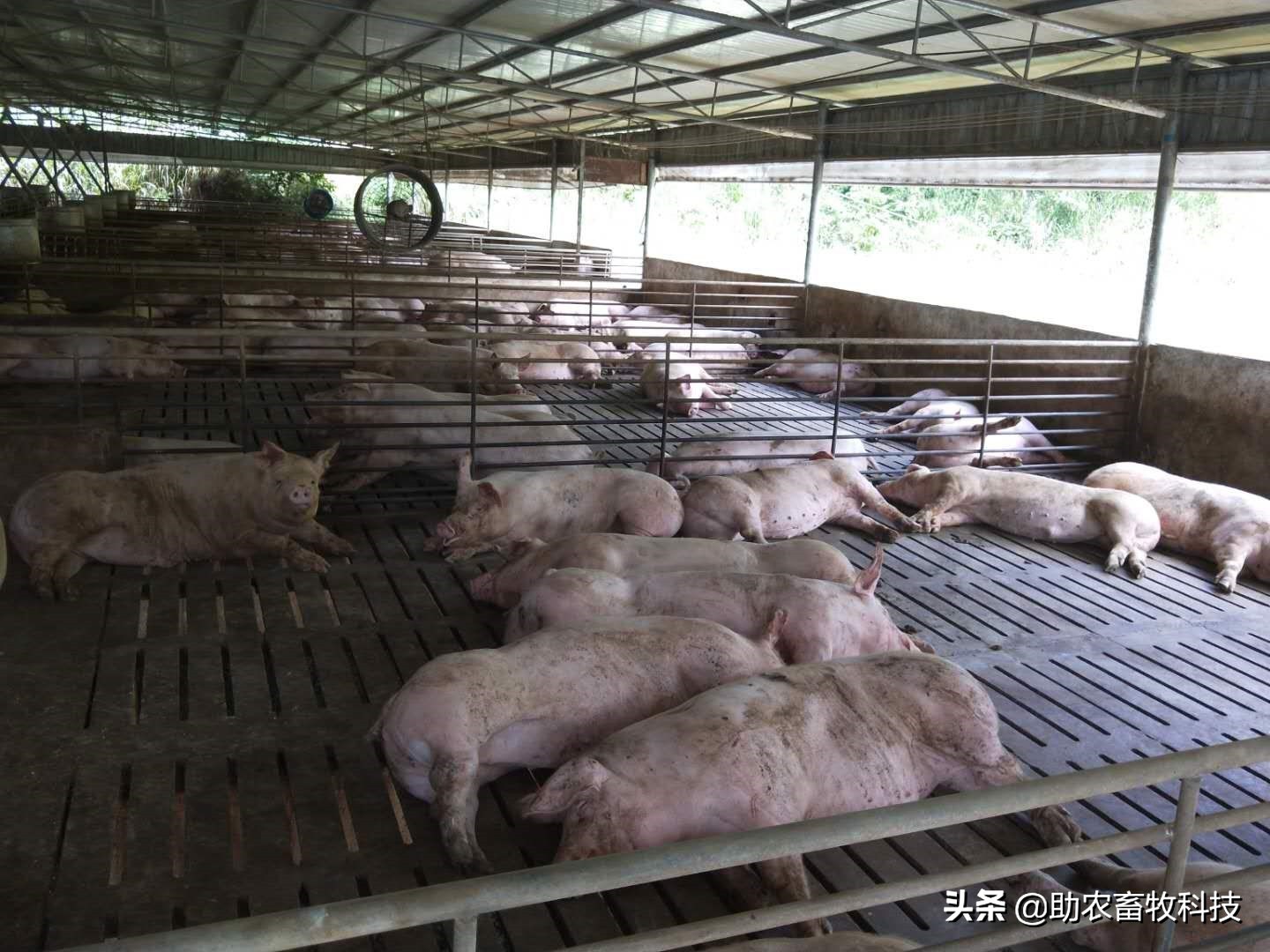 原创运用中草药防治非洲猪瘟有效吗？组方和有效防治措施分享