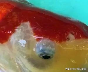 常见药用消毒液,常用的皮肤消毒液有哪些