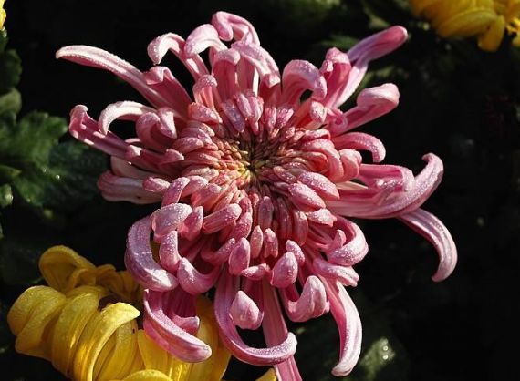 不忍直视！老哥直肠塞进直径7cm广口玻璃杯！这回菊花真的残了