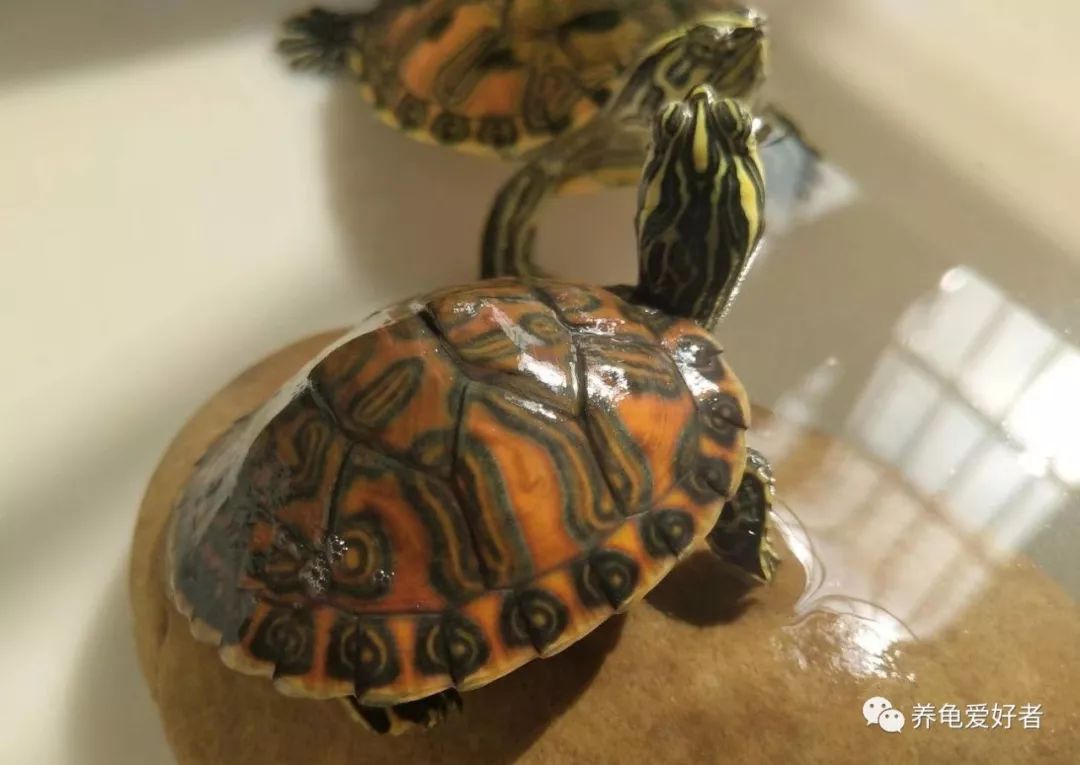 乌龟冬眠清肠怎么样才算完成,乌龟冬眠要喝水和吃东西吗