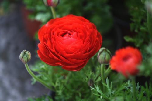 牡丹品种适合新手种又香又好养,喜欢花的可以养几盆铃兰花