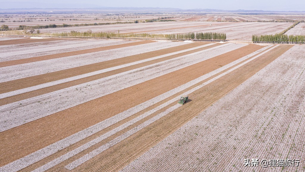 沙雅胡杨林自然保护区,新疆沙雅胡杨林介绍