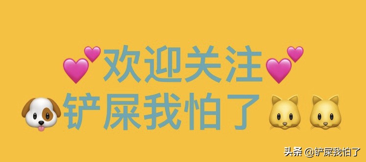 给狗狗报名上学靠谱吗,给狗狗办健身卡