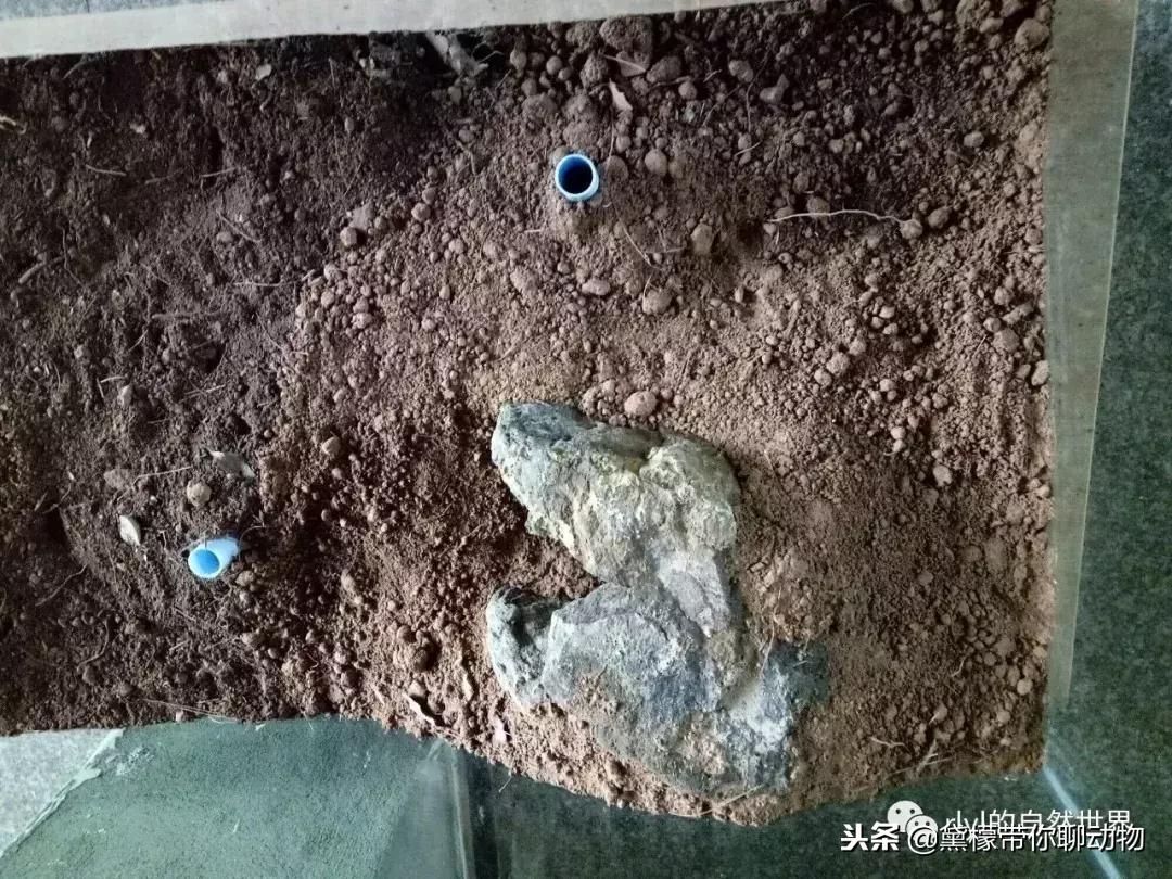 丛林造景黄缘龟池设计图大全,龟宝宝黄缘龟生态缸造景教程