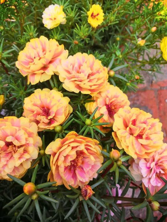 这3种花随便扦插好成活夏天疯长,常见花卉的扦插大法