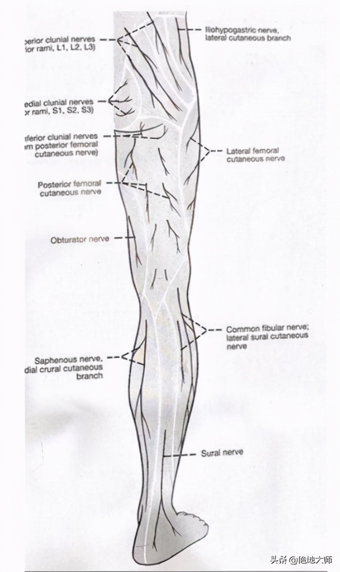 膝关节疼痛用神经阻断疗法,膝关节的疼痛与治疗综述
