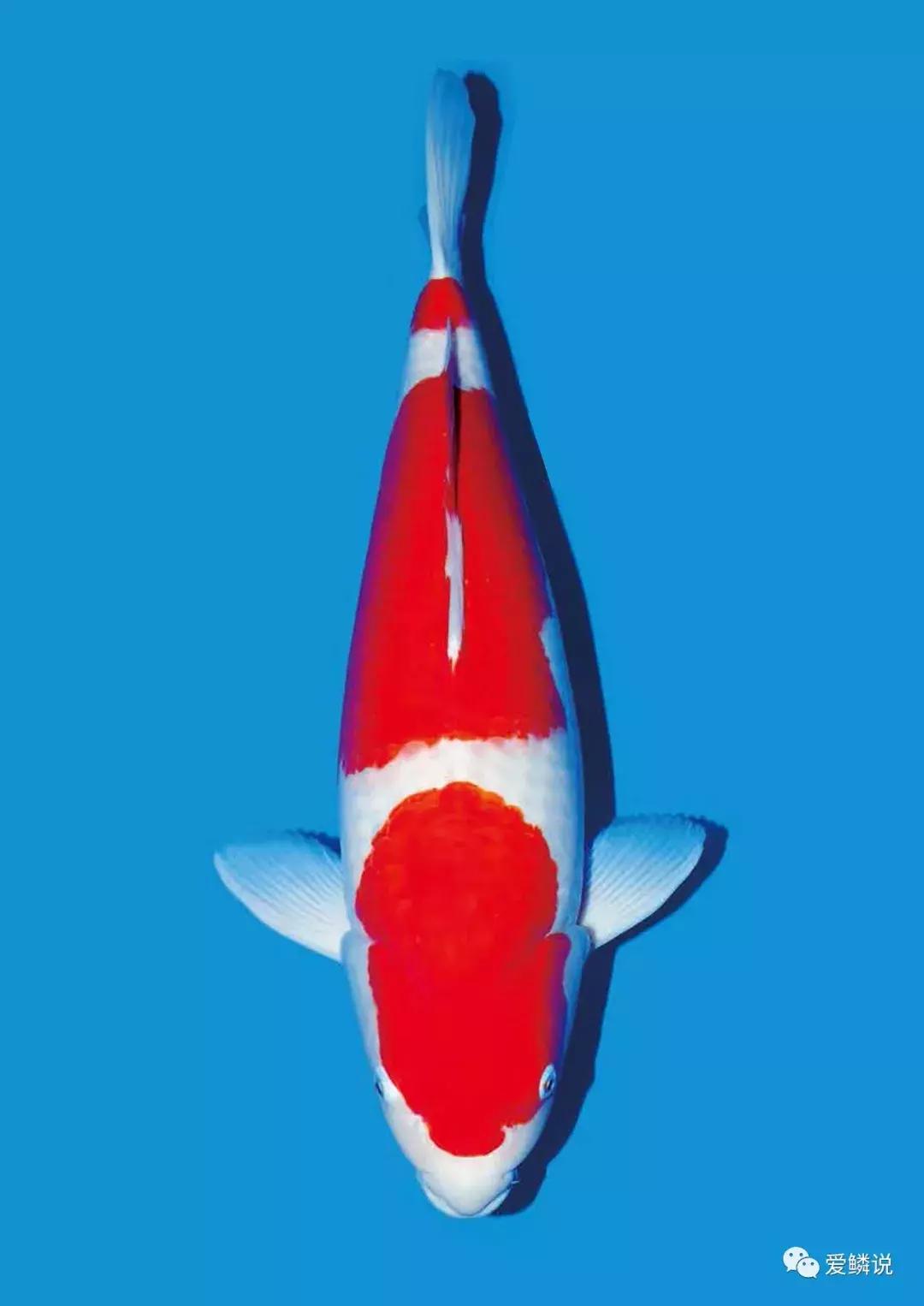 养鱼光合细菌,养鱼用的硝化细菌推荐