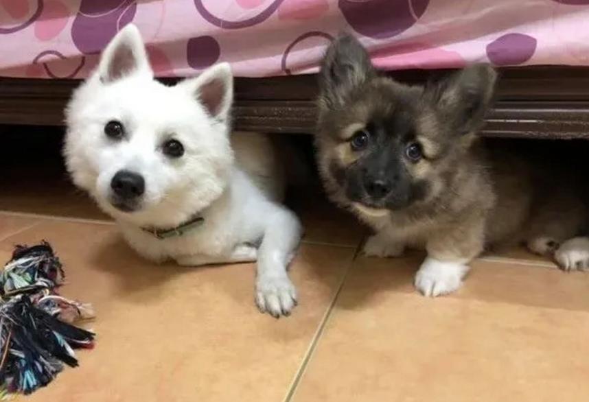 养了只黑色的柯基，一年后却成了“狐狸”，用漂*粉白**洗的？