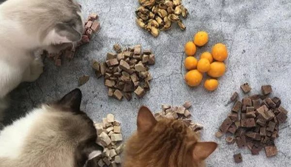 猫冻干应该买什么样的,猫咪冻干假货