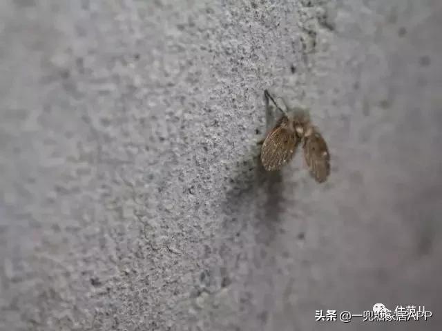 家里装修后偶尔有股臭味,装修有屎臭味