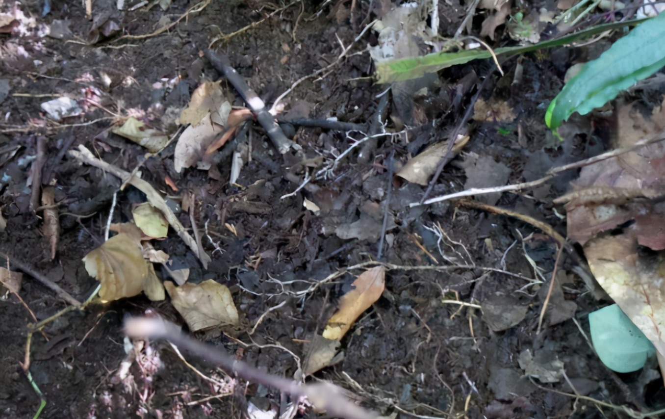 家庭养花疏松透气配土材质,养花的土怎么才能疏松透气