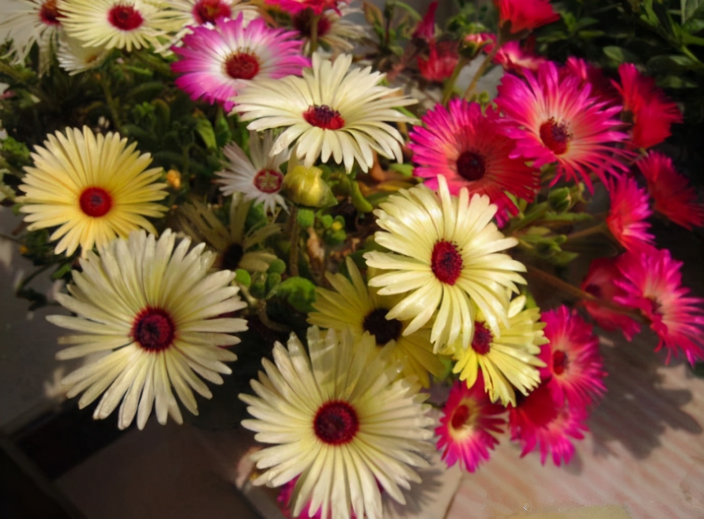 彩虹花盆栽,好养的阳台开花花卉