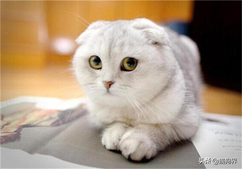 第一次养猫需要准备些什么幼猫,新生幼猫怎么养活