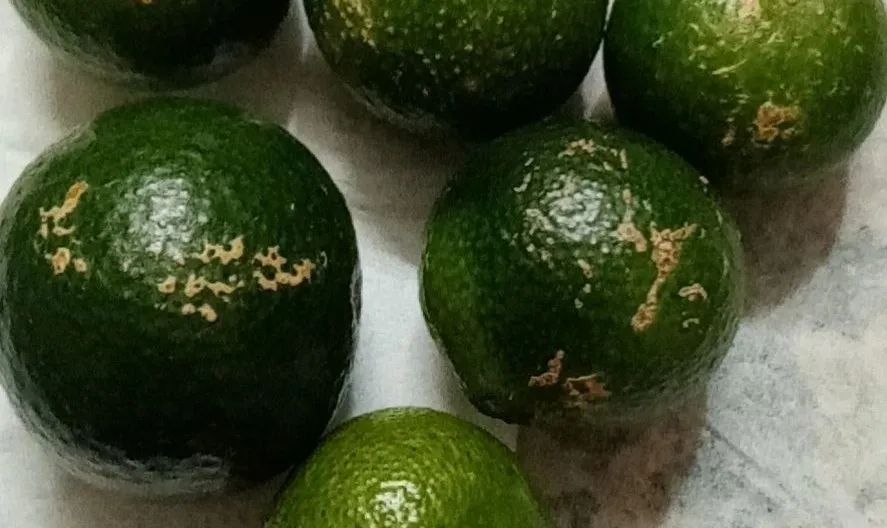 疮痂病，现已发现发病！常规、高阶、以及顶级版用药推荐