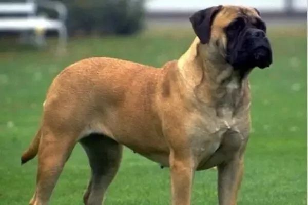 盘点世界十大犬类,中国古代十大大型犬