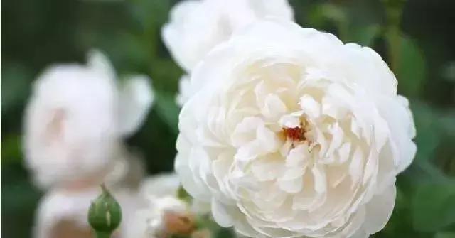 4000种不一样的玫瑰品种大全,100种玫瑰品种图鉴大全