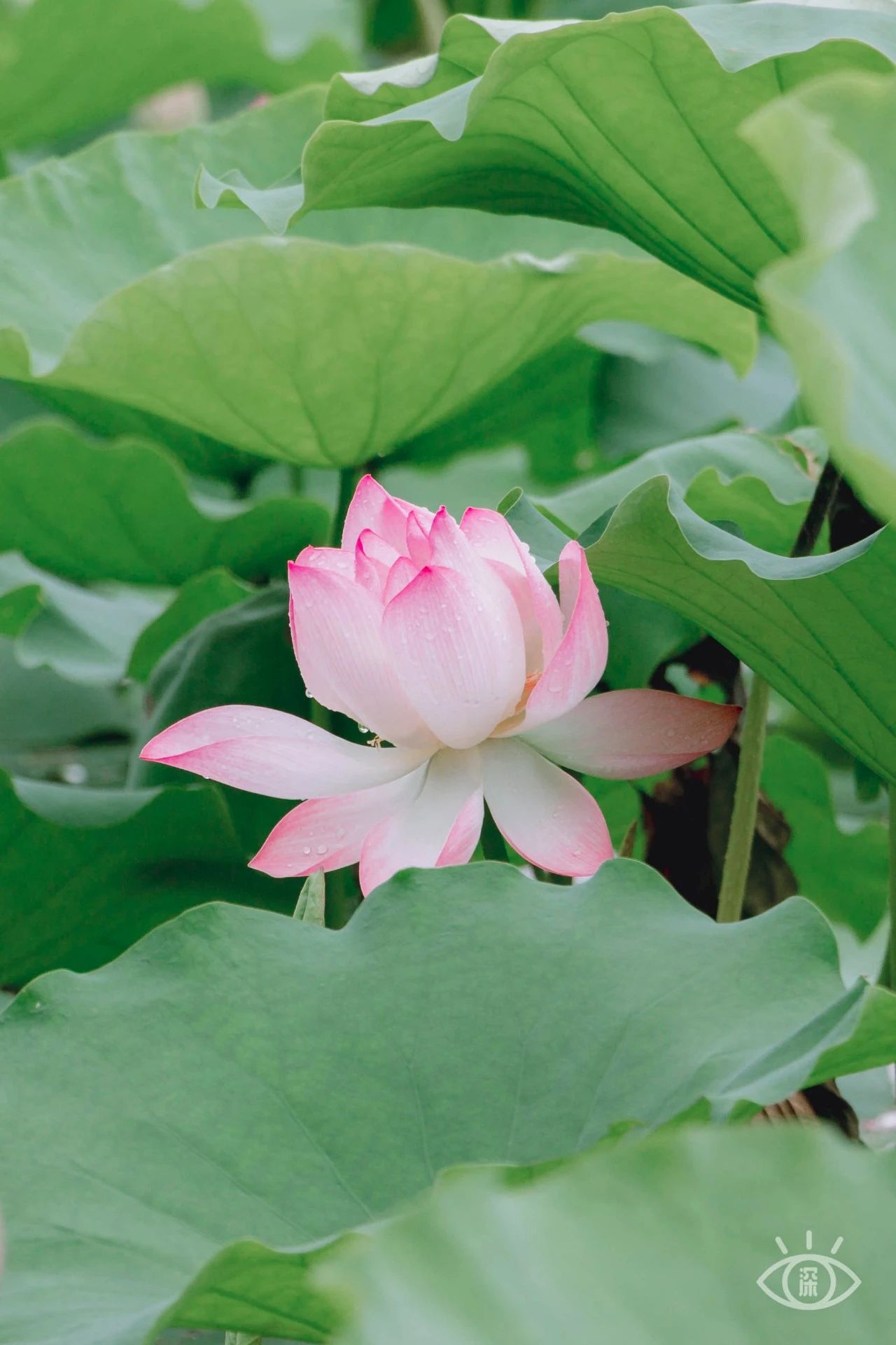 深圳洪湖公园7月18号还有荷花吗,深圳洪湖公园现在有荷花开吗