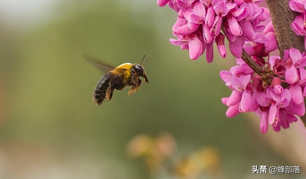 昆虫交配也会害羞？蜜蜂最含蓄，蚂蚁想含蓄却没实力，马蜂最粗暴​