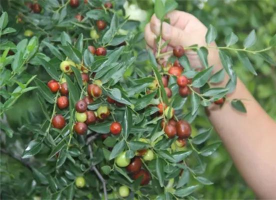 酸枣仁治失眠的药材,酸枣仁治失眠在哪些医书上有记载