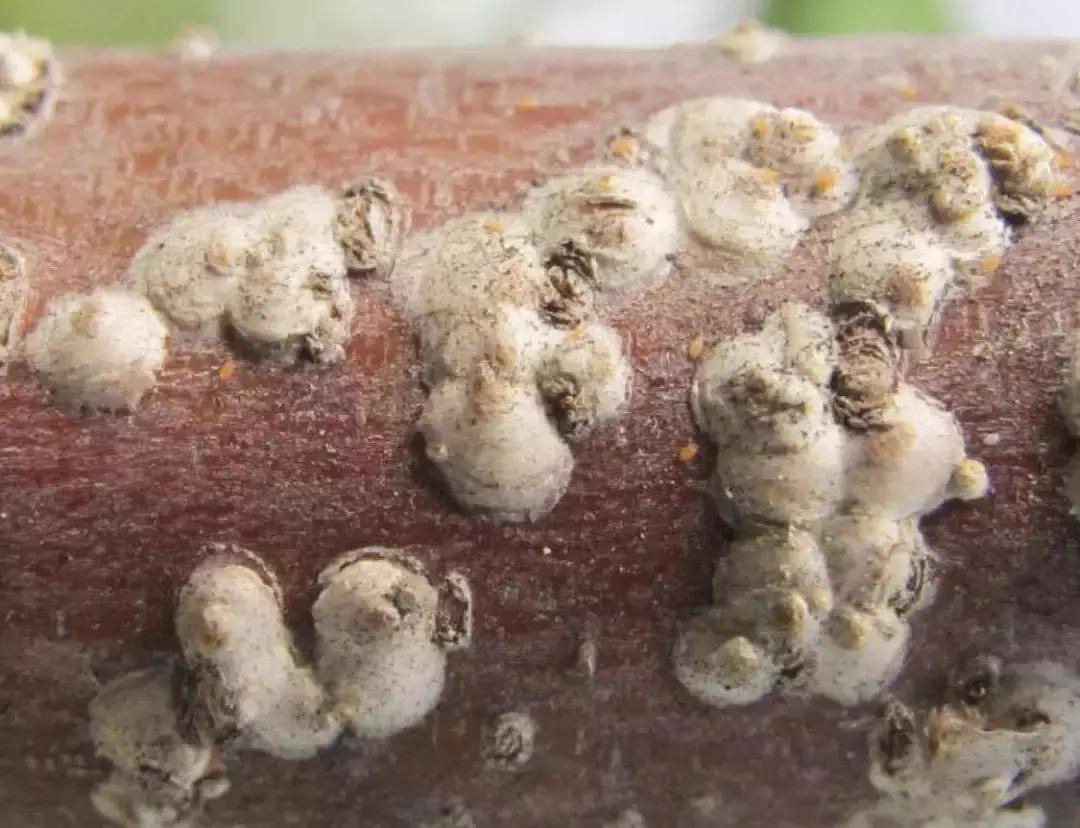 桃树防虫害最有效的方法,桃树害虫最新报道