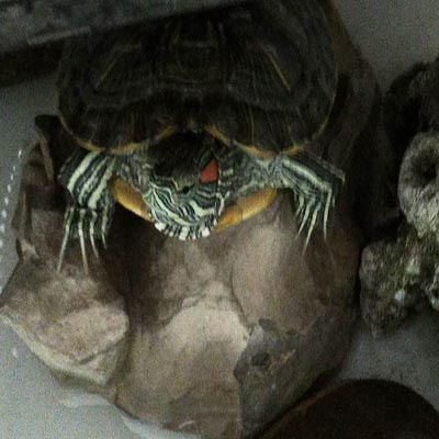 乌龟从6楼摔下去呕血怎么治疗,乌龟从7楼摔下去有救没